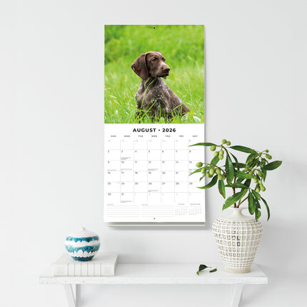 German Shorthaired Pointers 2026 Premium Square Wall Calendar
