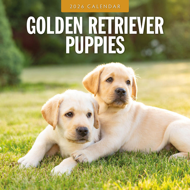 Golden Retriever Puppies 2026 Premium Square Wall Calendar