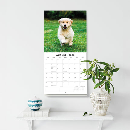 Golden Retriever Puppies 2026 Premium Square Wall Calendar