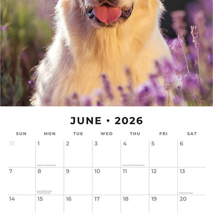 Golden Retrievers 2026 Premium Square Wall Calendar
