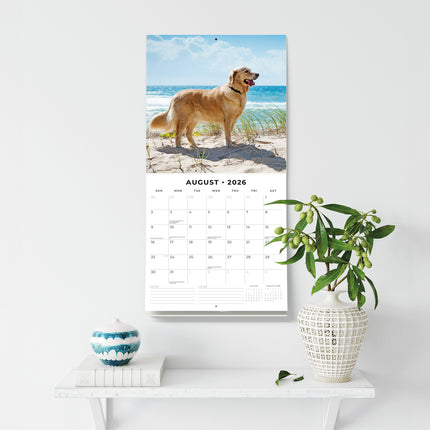 Golden Retrievers 2026 Premium Square Wall Calendar