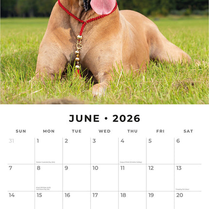 Great Danes 2026 Premium Square Wall Calendar