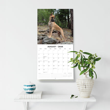 Great Danes 2026 Premium Square Wall Calendar