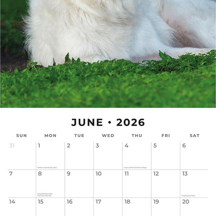 Great Pyrenees 2026 Premium Square Wall Calendar