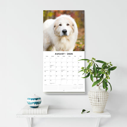 Great Pyrenees 2026 Premium Square Wall Calendar