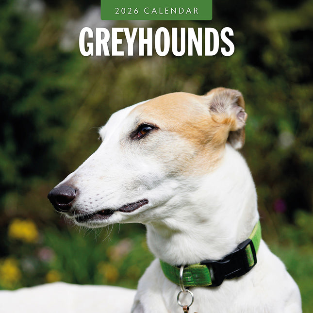 Greyhounds 2026 Premium Square Wall Calendar