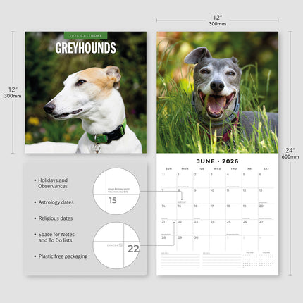 Greyhounds 2026 Premium Square Wall Calendar