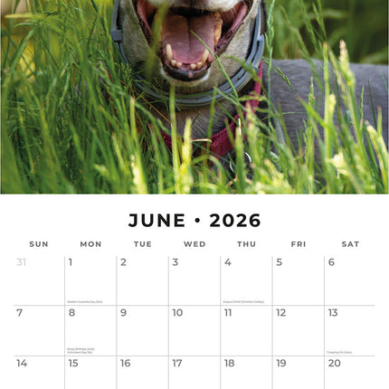 Greyhounds 2026 Premium Square Wall Calendar