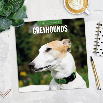 Greyhounds 2026 Premium Square Wall Calendar