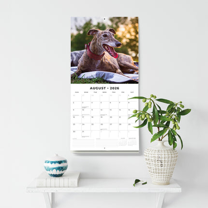 Greyhounds 2026 Premium Square Wall Calendar