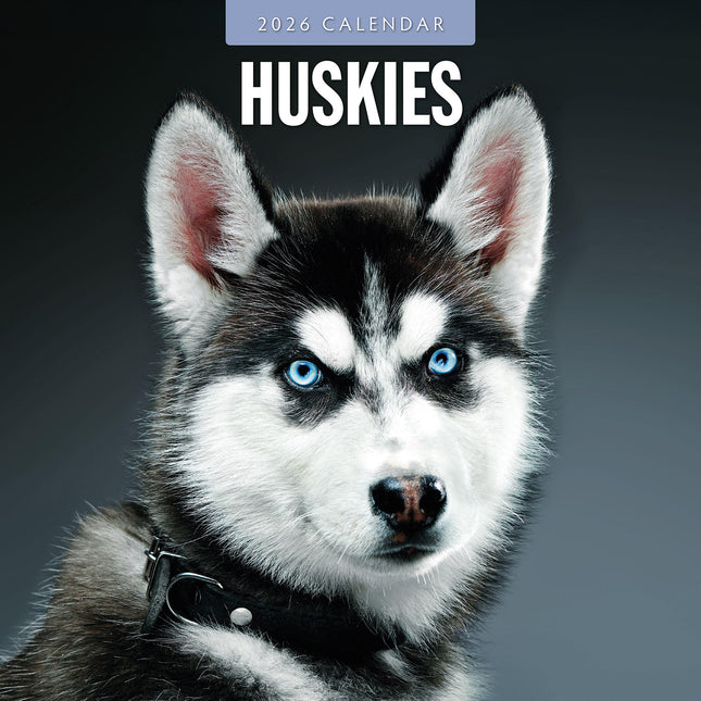 Huskies 2026 Premium Square Wall Calendar