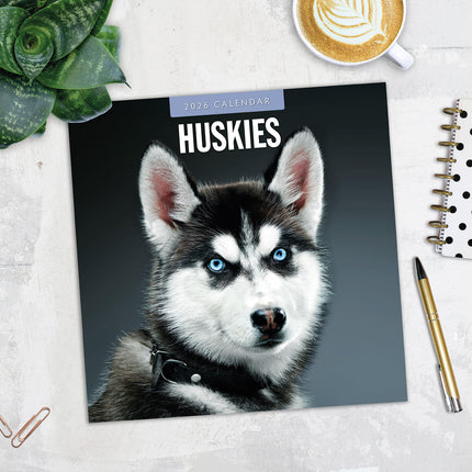 Huskies 2026 Premium Square Wall Calendar