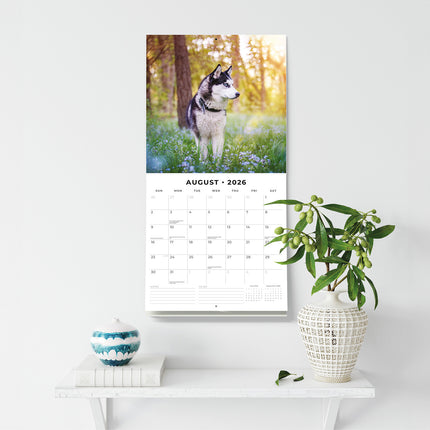 Huskies 2026 Premium Square Wall Calendar