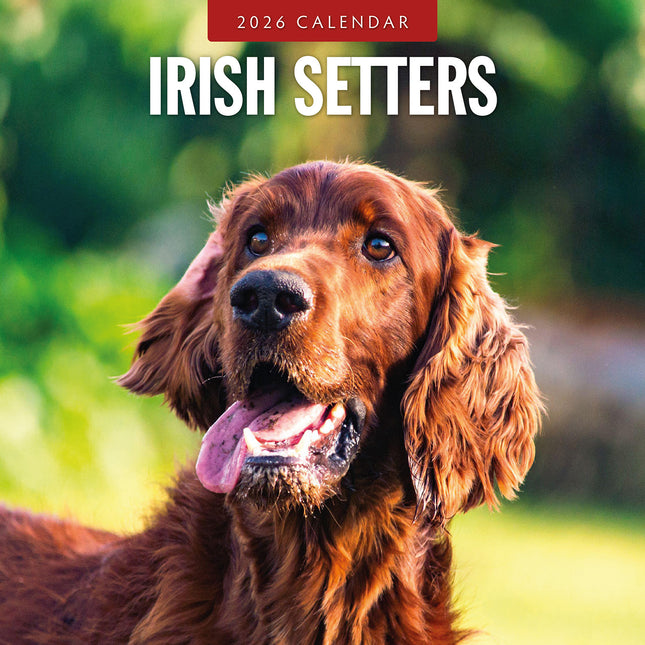 Irish Setters 2026 Premium Square Wall Calendar