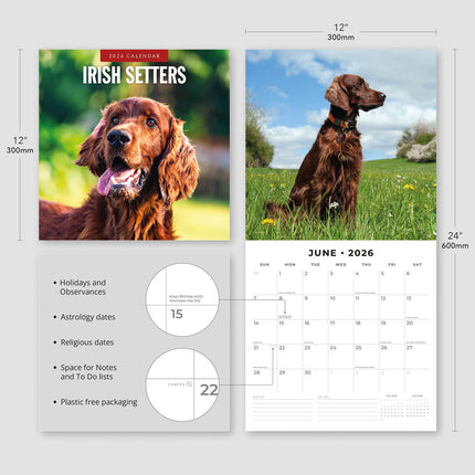 Irish Setters 2026 Premium Square Wall Calendar