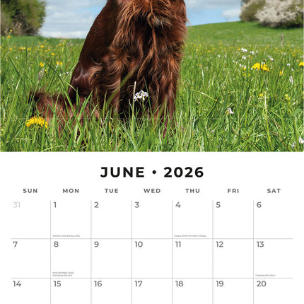 Irish Setters 2026 Premium Square Wall Calendar