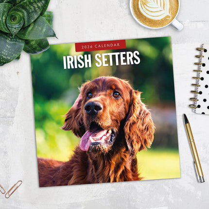 Irish Setters 2026 Premium Square Wall Calendar