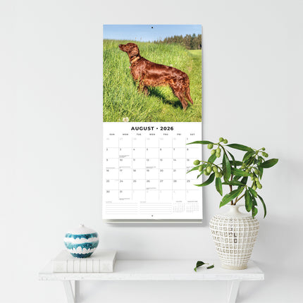Irish Setters 2026 Premium Square Wall Calendar