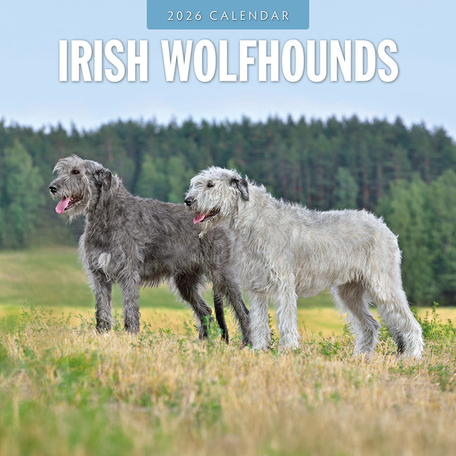 Irish Wolf Hounds 2026 Premium Square Wall Calendar