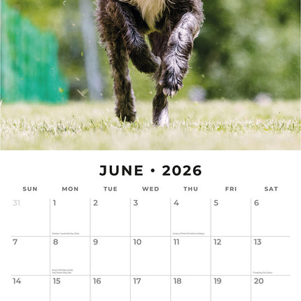 Irish Wolf Hounds 2026 Premium Square Wall Calendar
