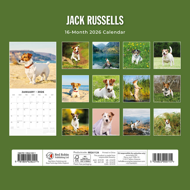 Jack Russells  2026 Premium Square Wall Calendar