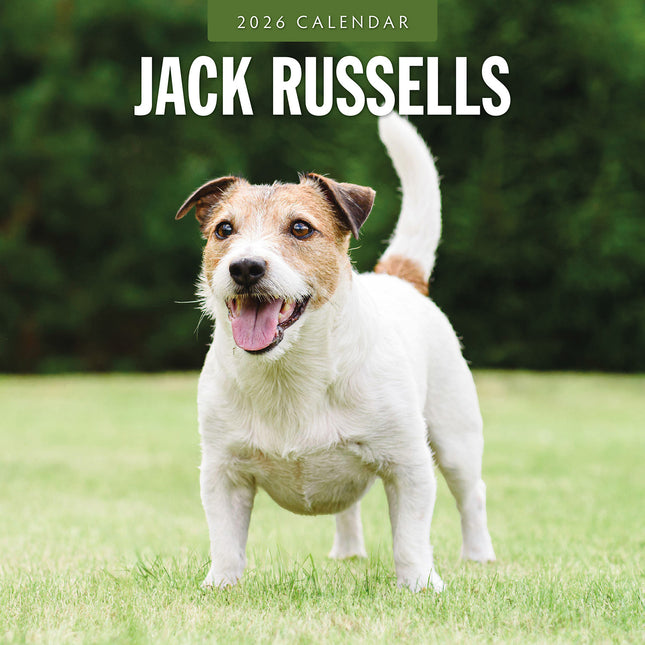Jack Russells  2026 Premium Square Wall Calendar