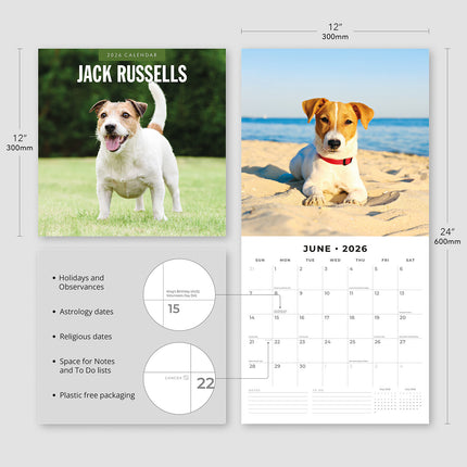 Jack Russells  2026 Premium Square Wall Calendar