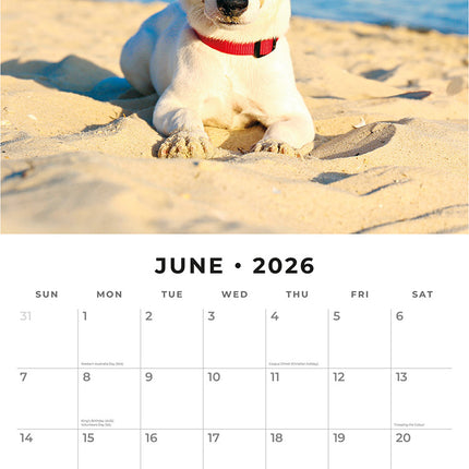 Jack Russells  2026 Premium Square Wall Calendar