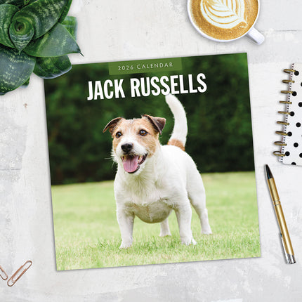 Jack Russells  2026 Premium Square Wall Calendar