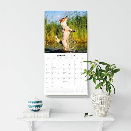 Jack Russells  2026 Premium Square Wall Calendar