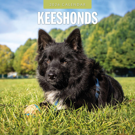 Keeshonds 2026 Premium Square Wall Calendar