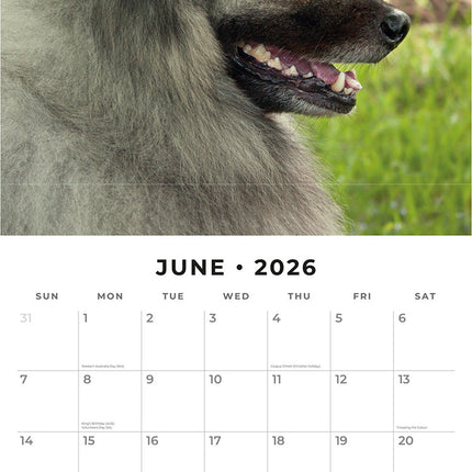 Keeshonds 2026 Premium Square Wall Calendar