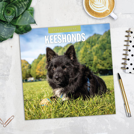 Keeshonds 2026 Premium Square Wall Calendar