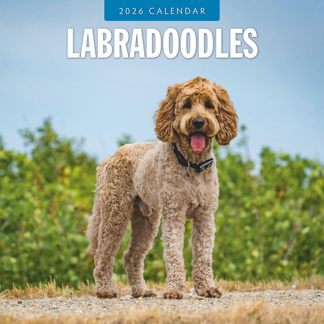 Labradoodles 2026 Premium Square Wall Calendar