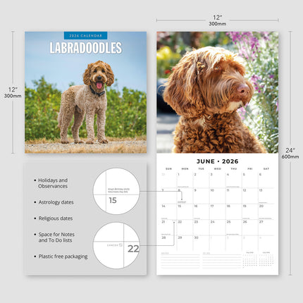 Labradoodles 2026 Premium Square Wall Calendar