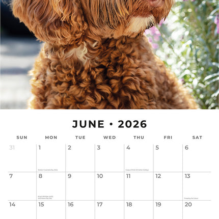 Labradoodles 2026 Premium Square Wall Calendar