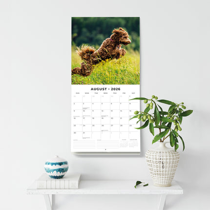 Labradoodles 2026 Premium Square Wall Calendar