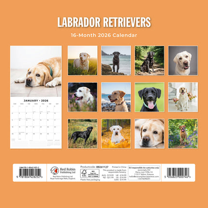 Labrador Retrievers 2026 Premium Square Wall Calendar