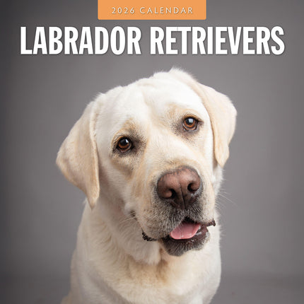 Labrador Retrievers 2026 Premium Square Wall Calendar