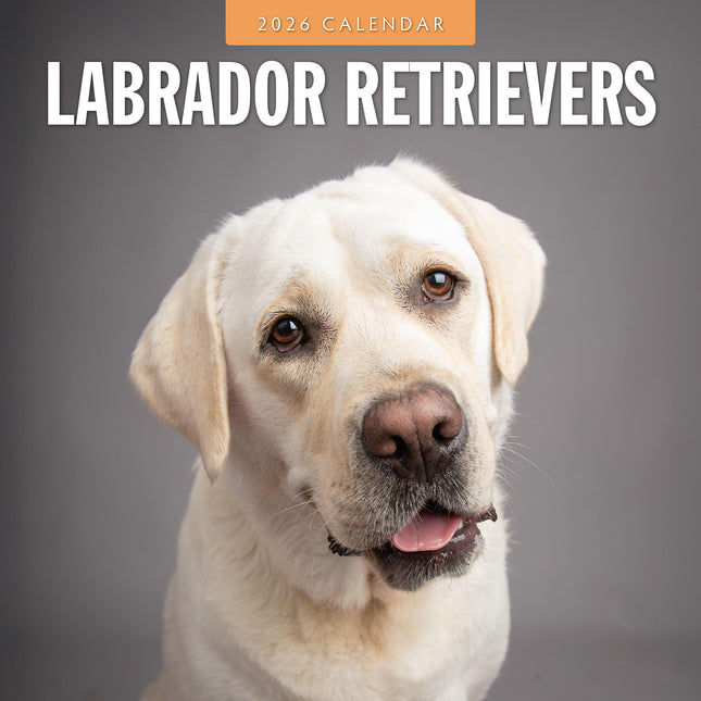 Labrador Retrievers 2026 Premium Square Wall Calendar