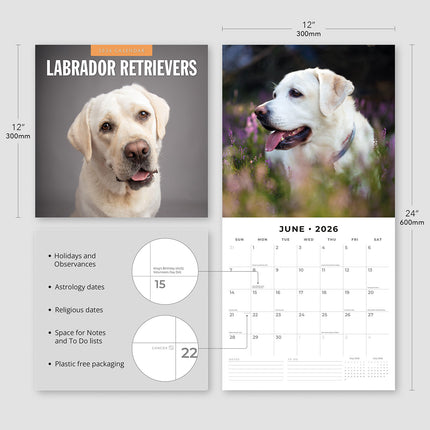 Labrador Retrievers 2026 Premium Square Wall Calendar