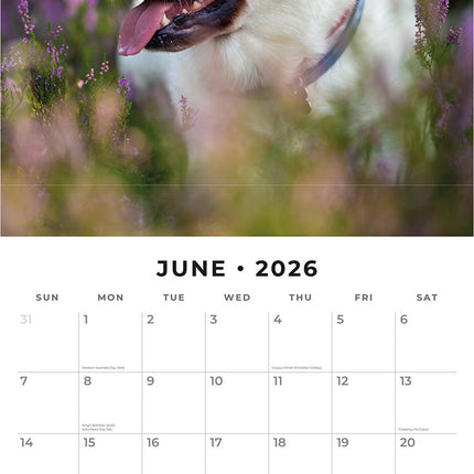 Labrador Retrievers 2026 Premium Square Wall Calendar