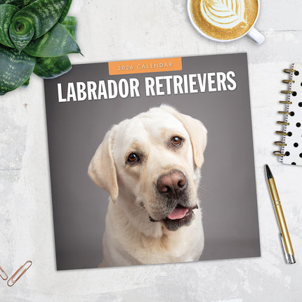 Labrador Retrievers 2026 Premium Square Wall Calendar