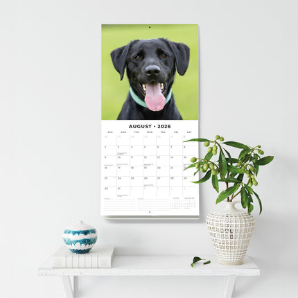 Labrador Retrievers 2026 Premium Square Wall Calendar