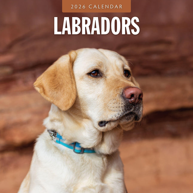 Labradors 2026 Premium Square Wall Calendar