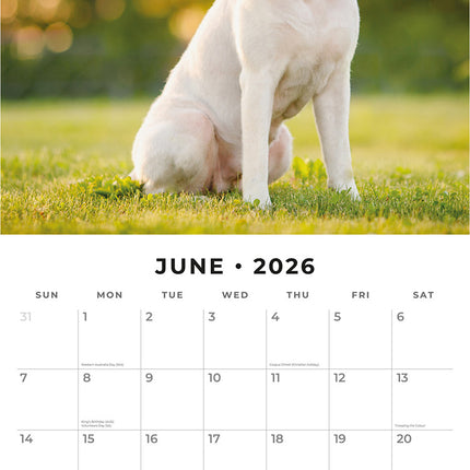 Labradors 2026 Premium Square Wall Calendar
