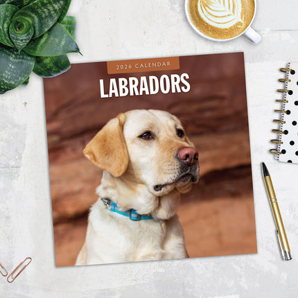 Labradors 2026 Premium Square Wall Calendar