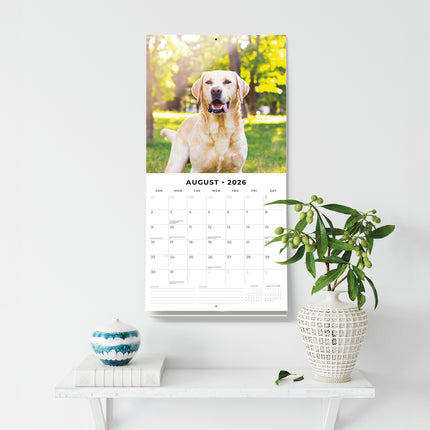 Labradors 2026 Premium Square Wall Calendar