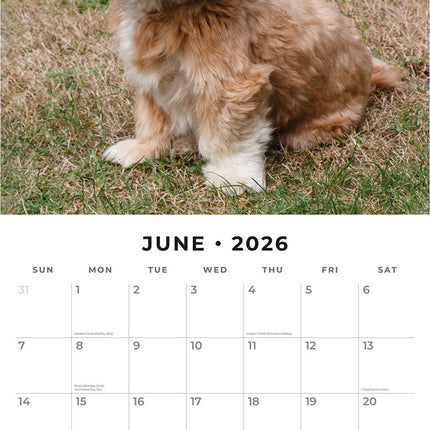 Lhasa Apsos 2026 Premium Square Wall Calendar