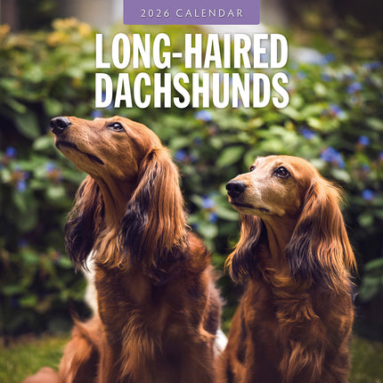 Long Haired Dachshunds 2026 Premium Square Wall Calendar